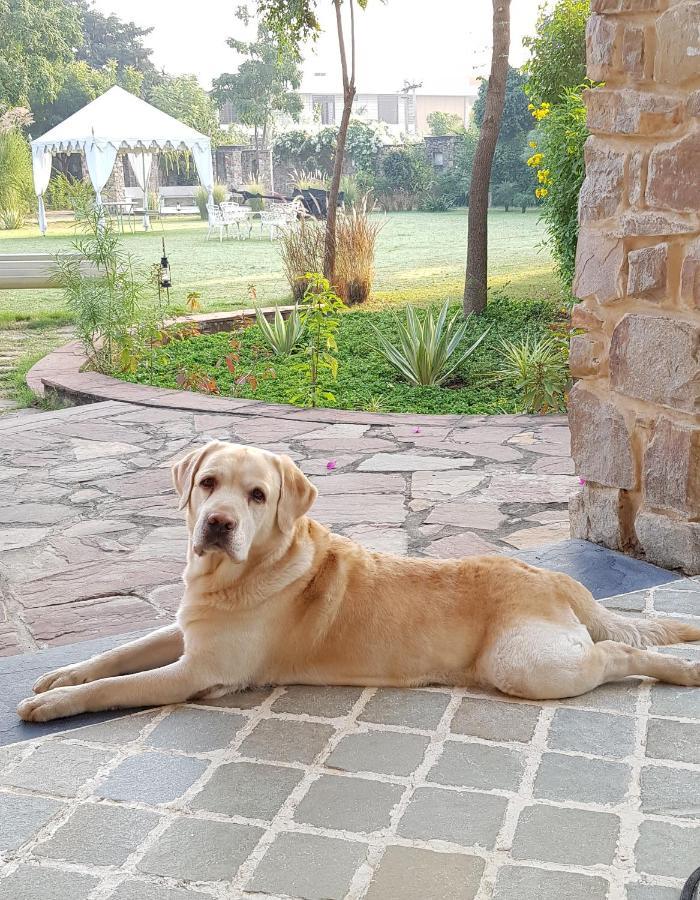 A Dog'S Story, Jaipur Bed & Breakfast エクステリア 写真