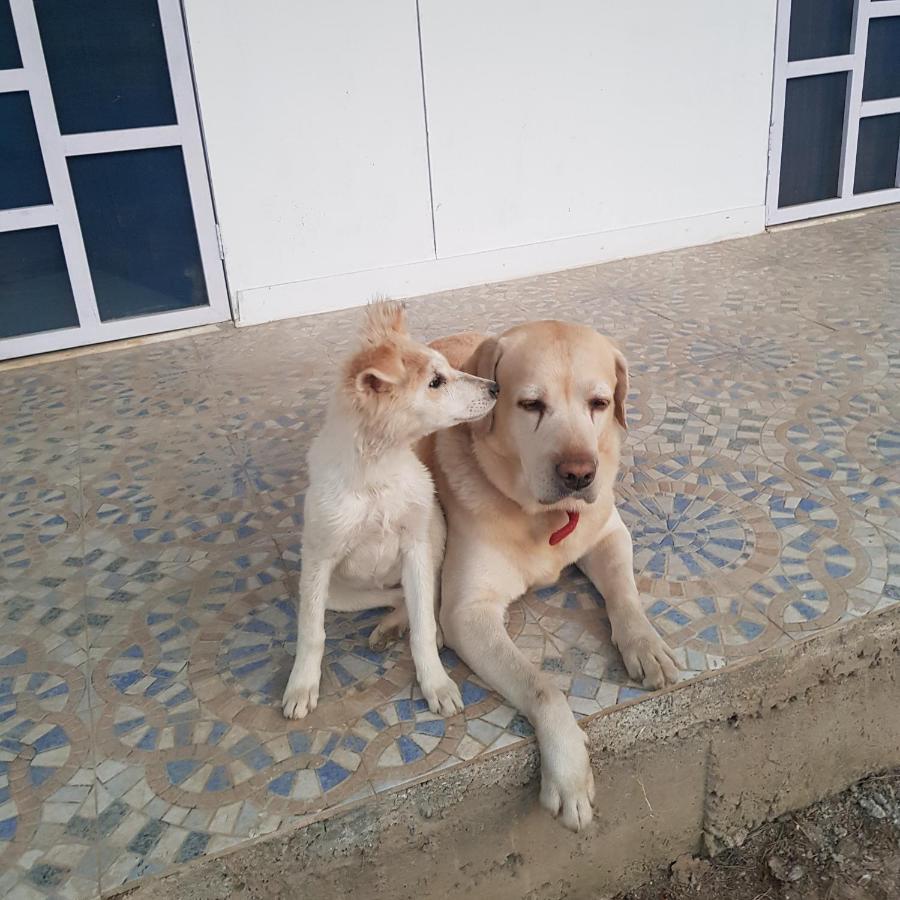 A Dog'S Story, Jaipur Bed & Breakfast エクステリア 写真