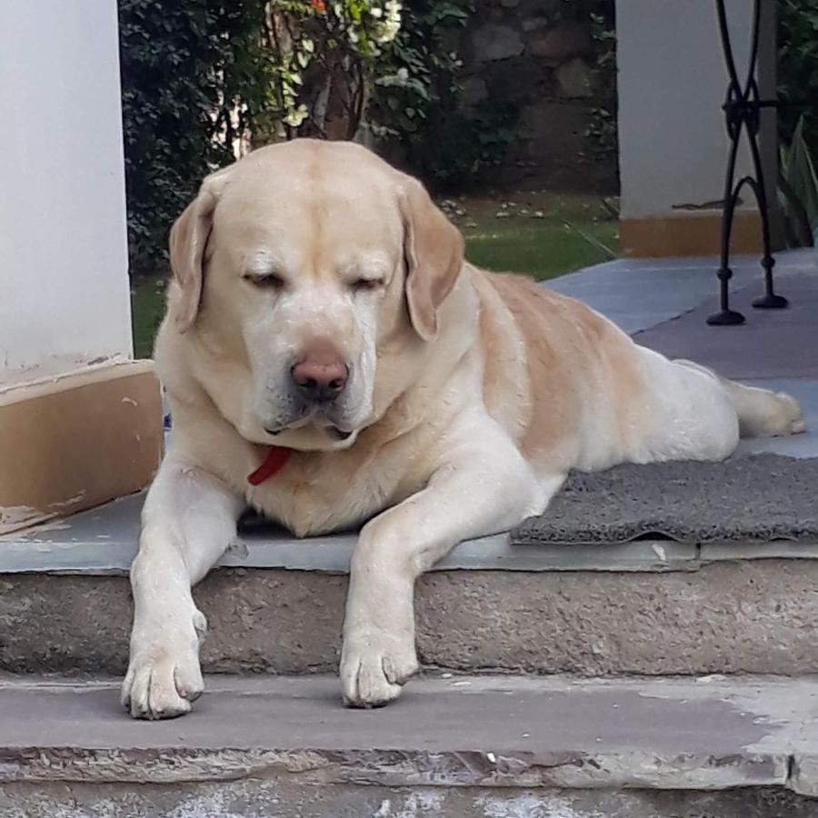 A Dog'S Story, Jaipur Bed & Breakfast エクステリア 写真