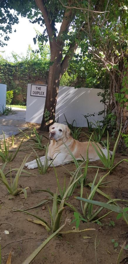 A Dog'S Story, Jaipur Bed & Breakfast エクステリア 写真